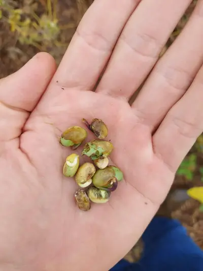 Cantu - Excesso de chuvas faz soja germinar, grÃ£os arderem e plantas abortarem vagens